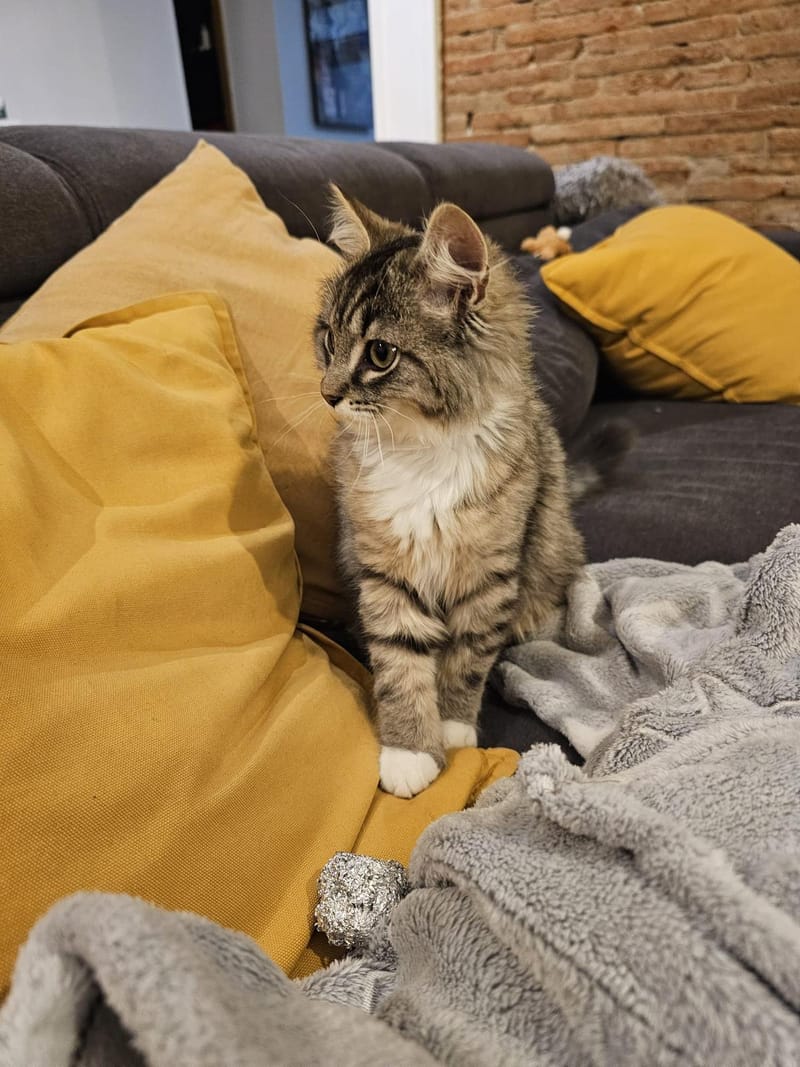 Fripouille est heureux dans sa Famille