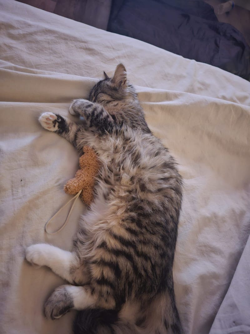 Fripouille est heureux dans sa Famille