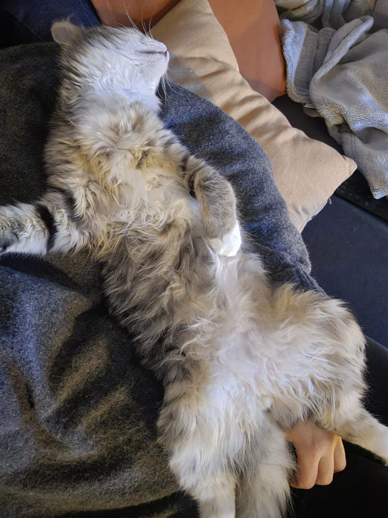 Fripouille est heureux dans sa Famille