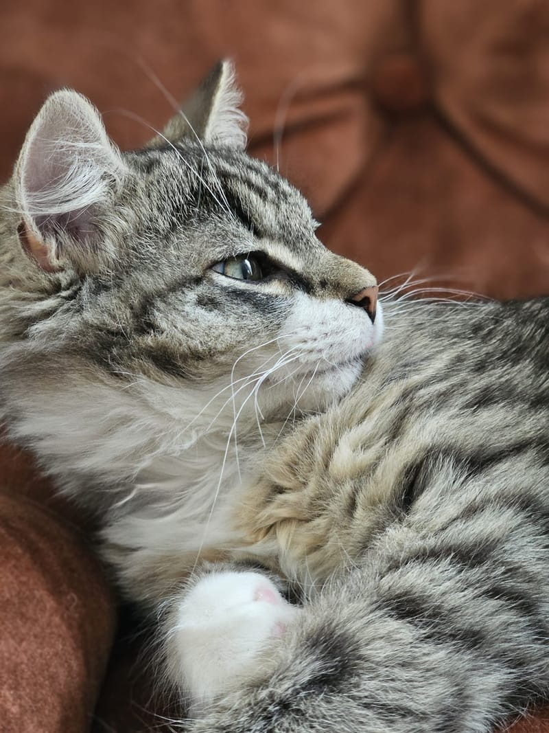 Fripouille est heureux dans sa Famille