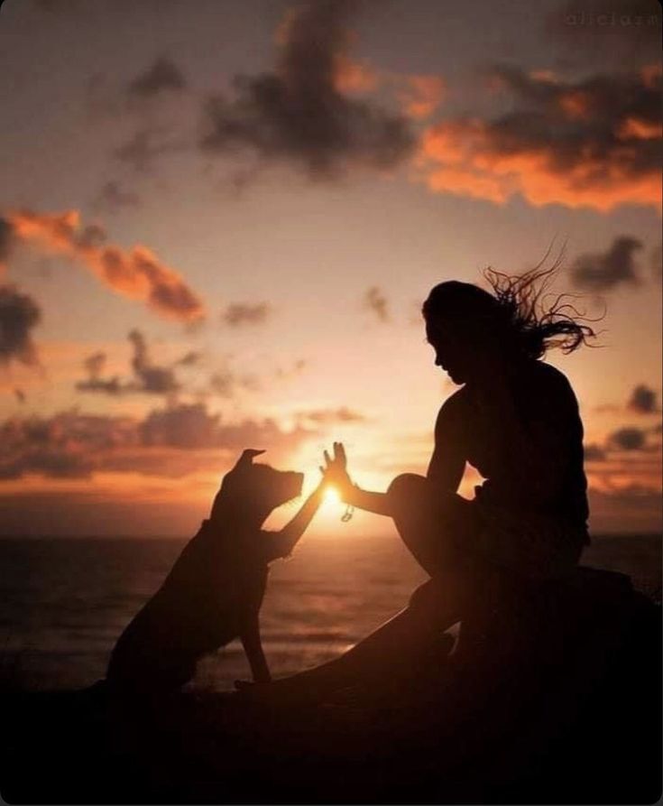 COMMUNICATION ANIMALE