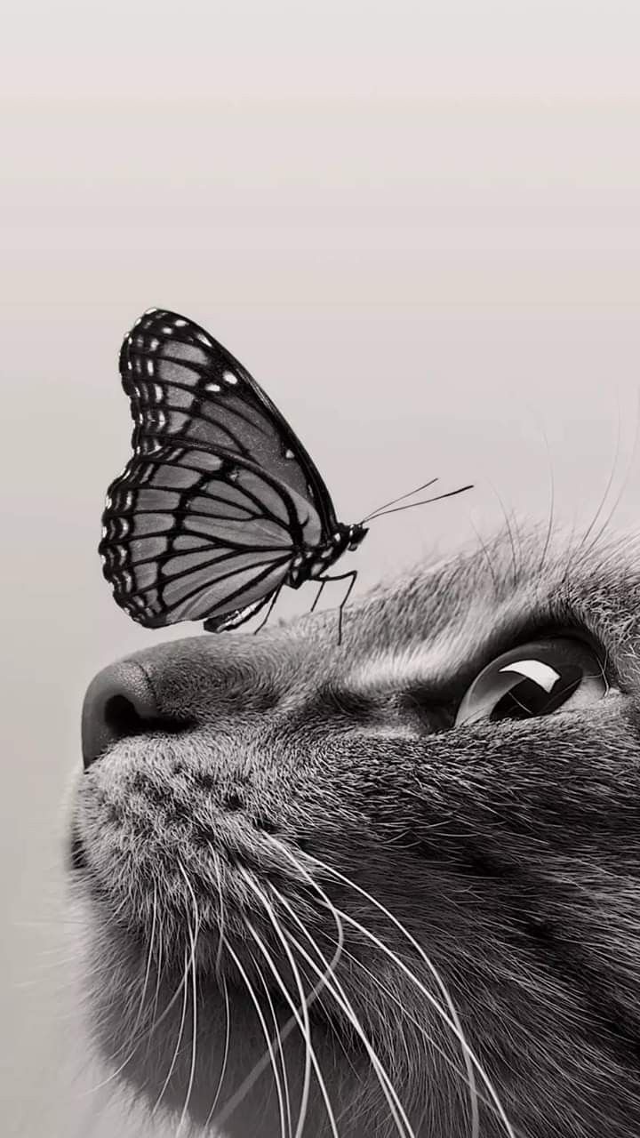 COMMUNICATION ANIMALE