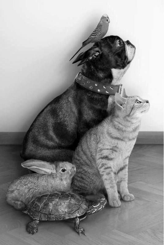 FORMATION LITHOTERAPIE ANIMALE ET SOINS ENERGETIQUES ANIMALIER