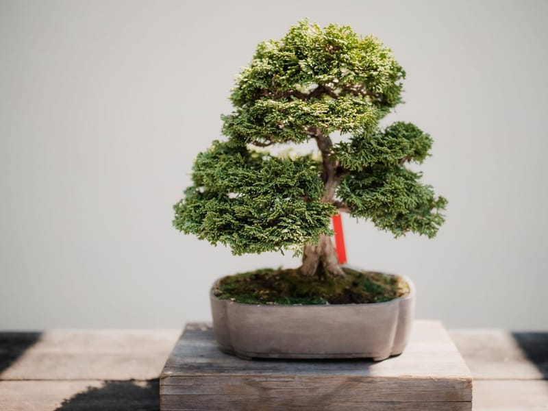 Bonsai Care Resources