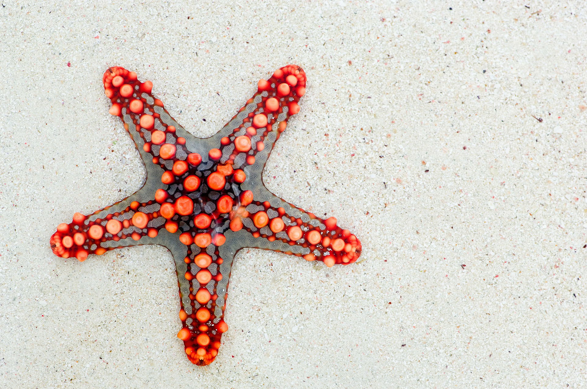 STARFISH