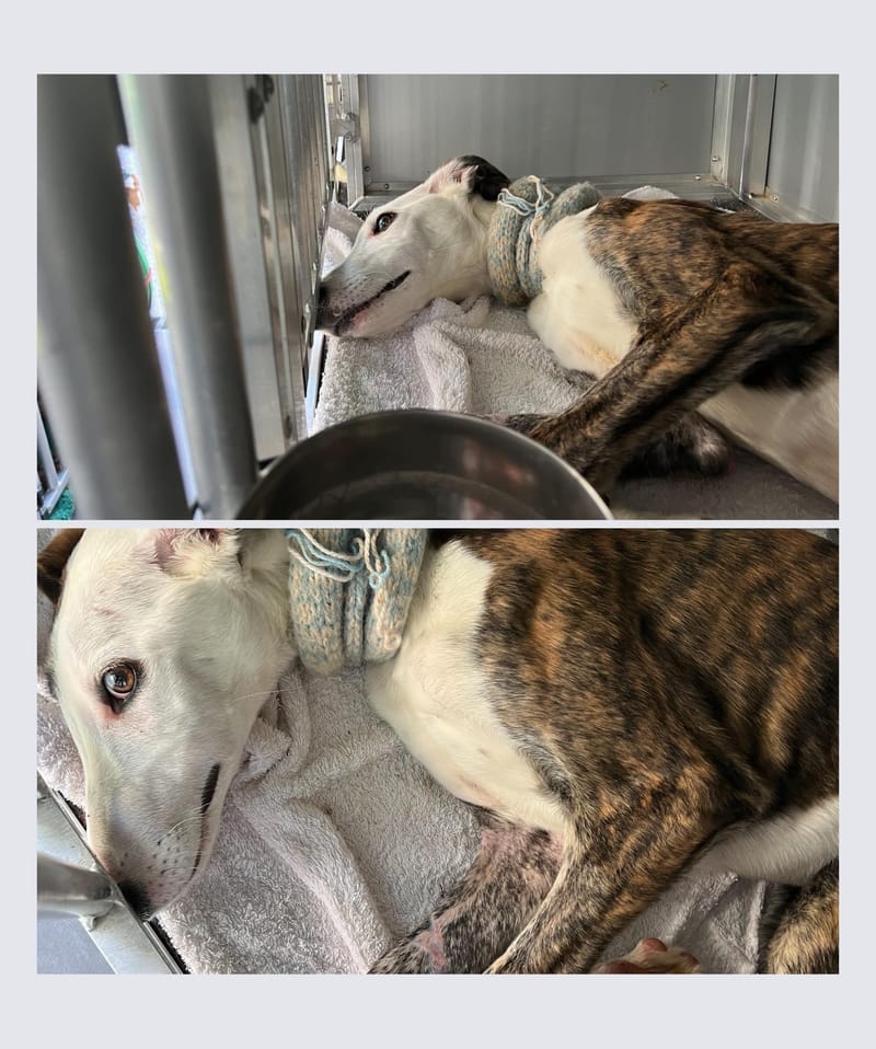 Langstreckentransport für Haustiere