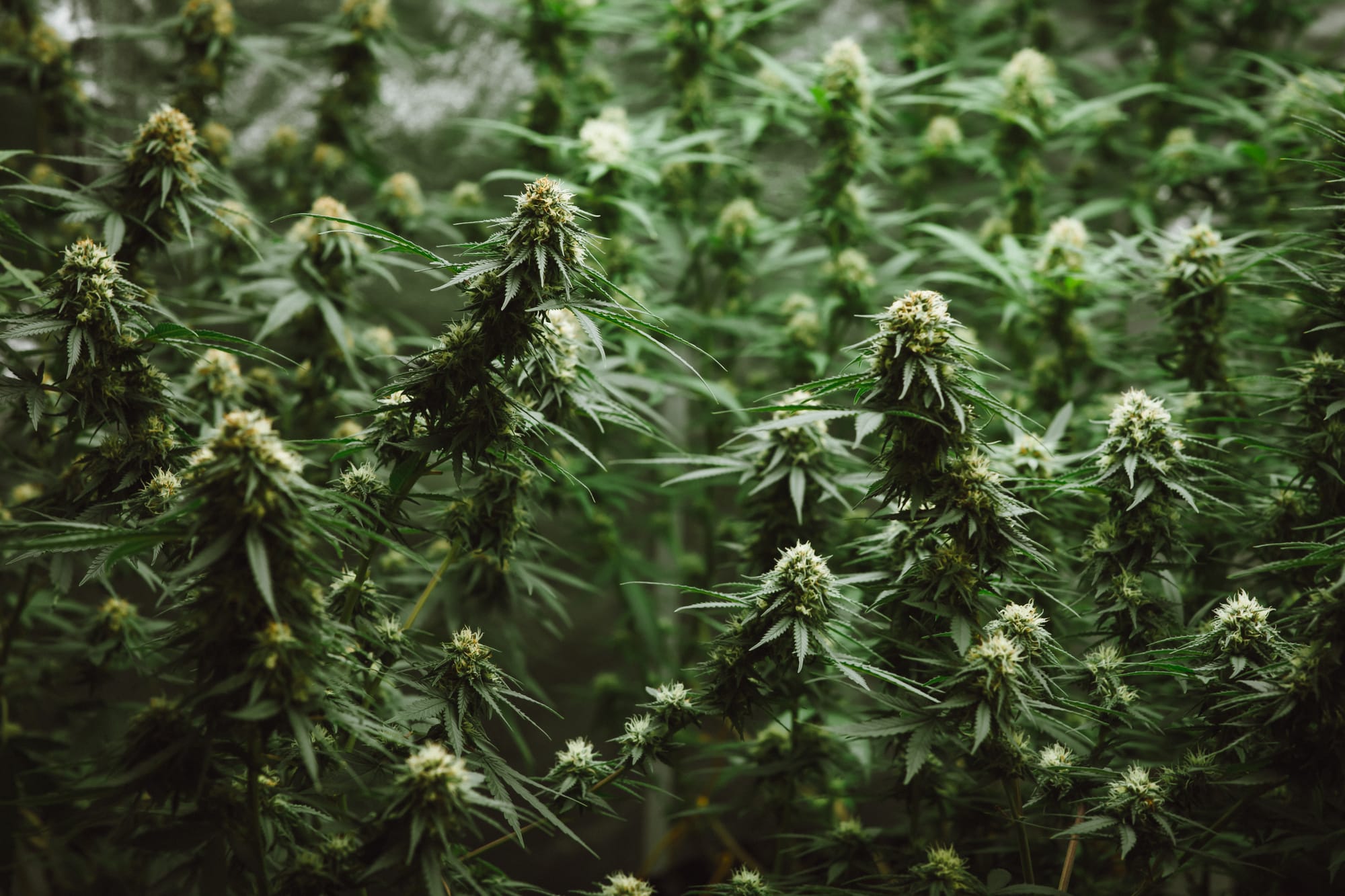 Top 10 consejos para cultivar cannabis en interiores
