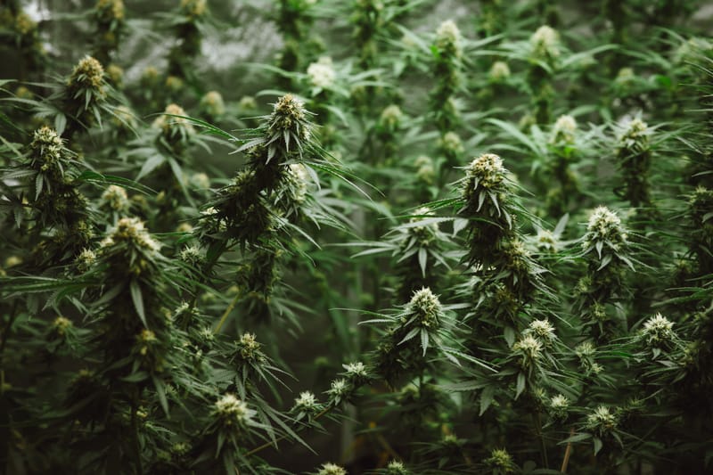 Top 10 consejos para cultivar cannabis en interiores