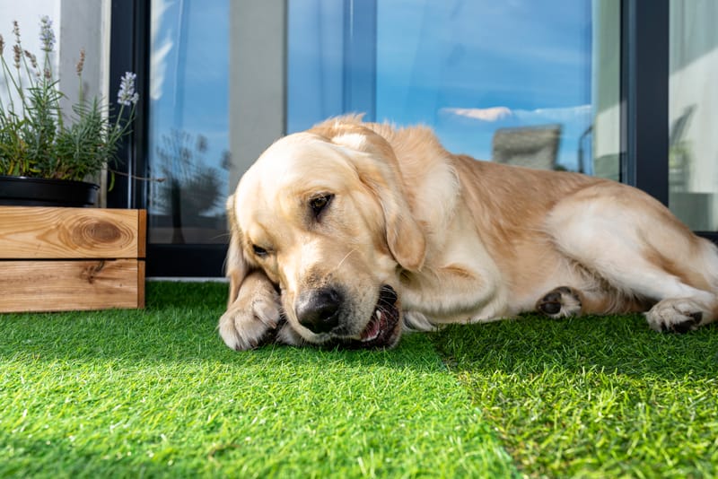 Dog & Pet Grass