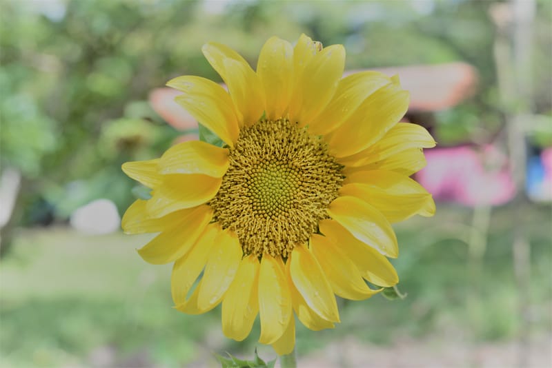 Trust in the Spirit World