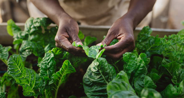 Agriculture in Tanzania: A Catalyst for Economic Development and Poverty Reduction – Navigating Challenges in Promoting Agricultural Growth