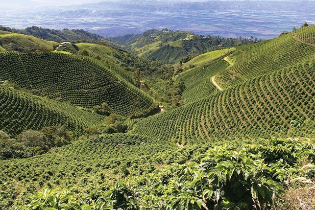 Tempi duri per il caffè convenzionale?