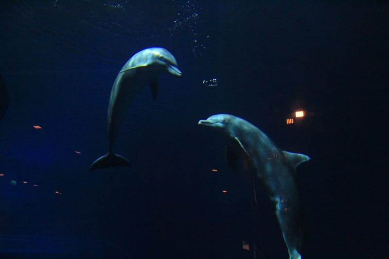 Animals