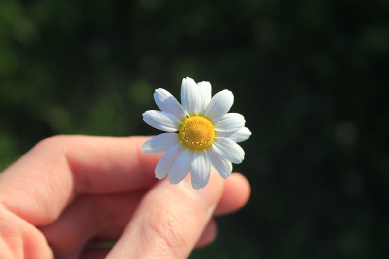 Flowers/Leaves