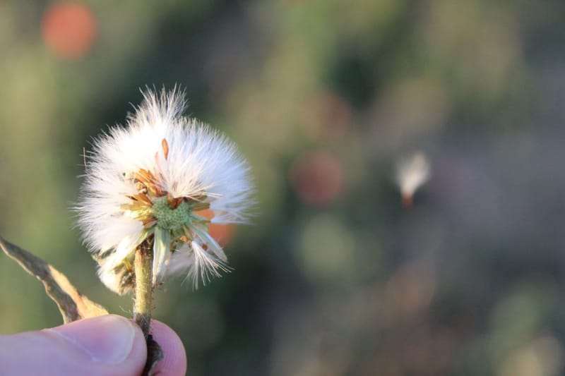 Flowers/Leaves