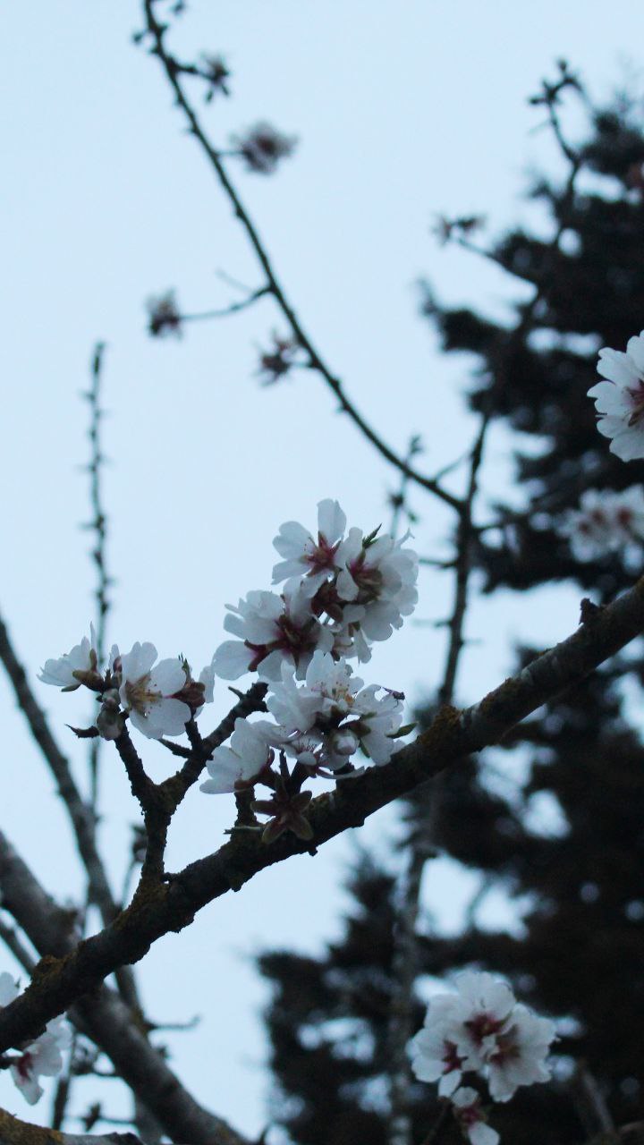 Flowers/Leaves