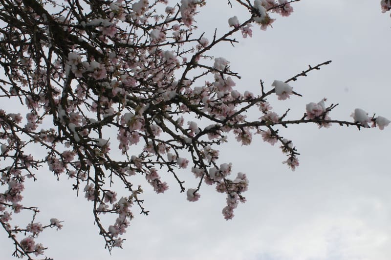 Flowers/Leaves