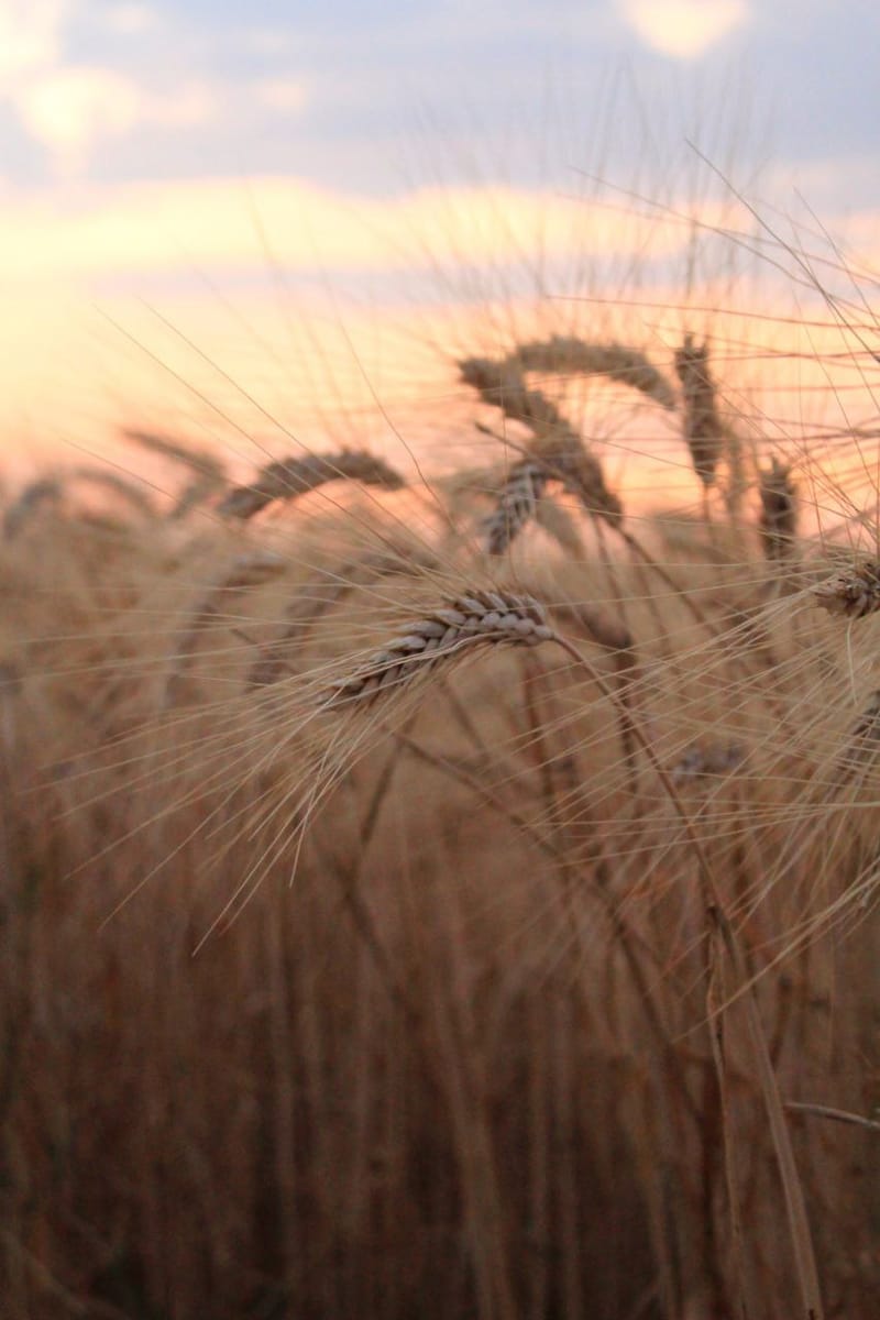 Countryside