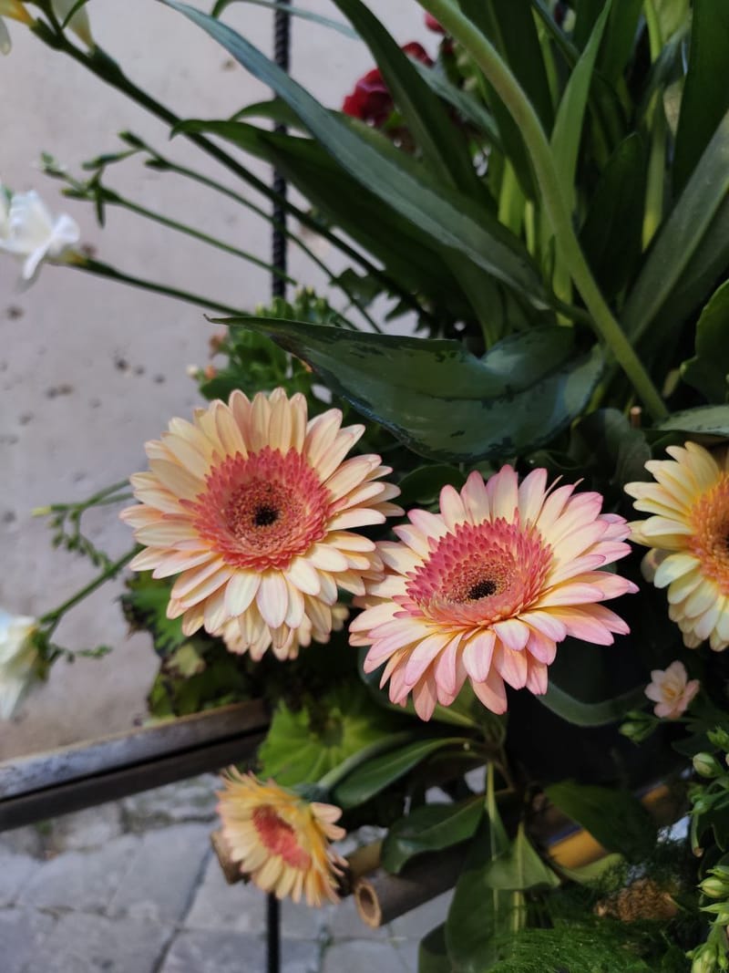 Flowers/Leaves