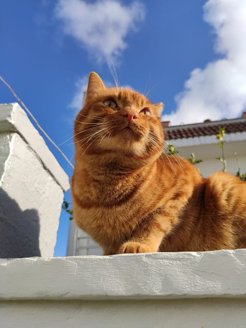 Leo