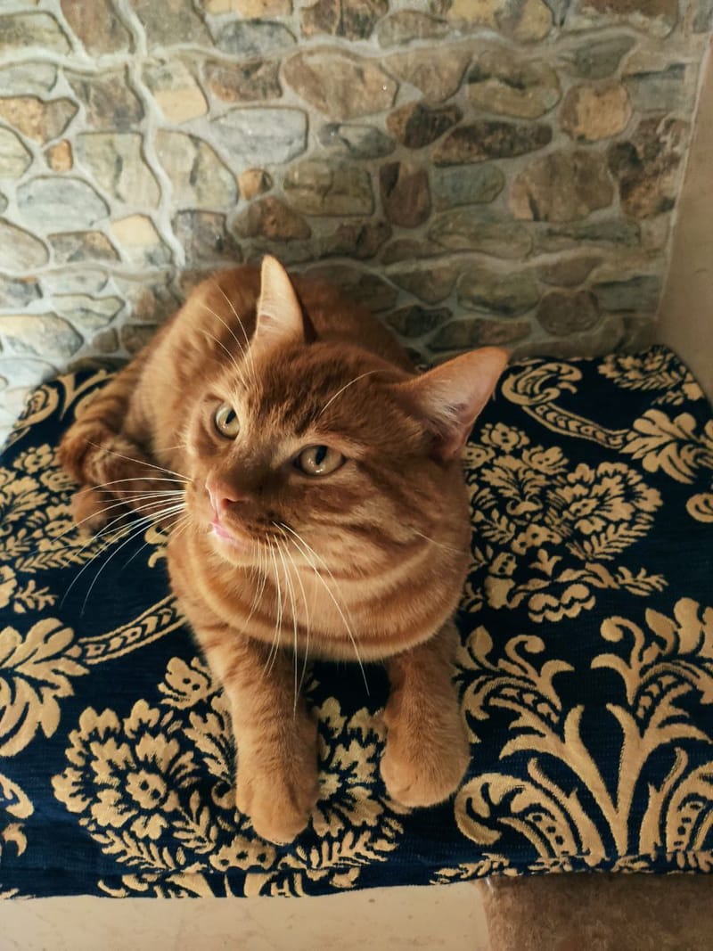 Leo