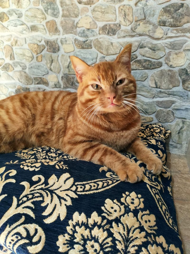 Leo