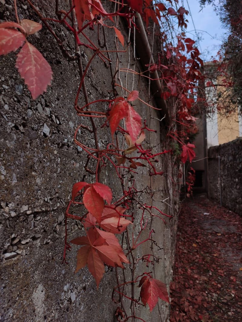 Flowers/Leaves