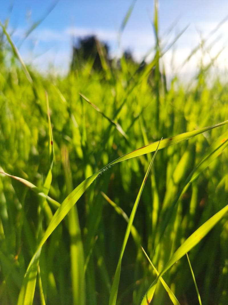 Countryside