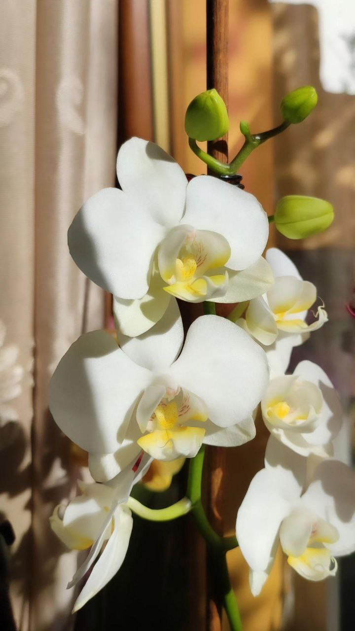 Flowers/Leaves