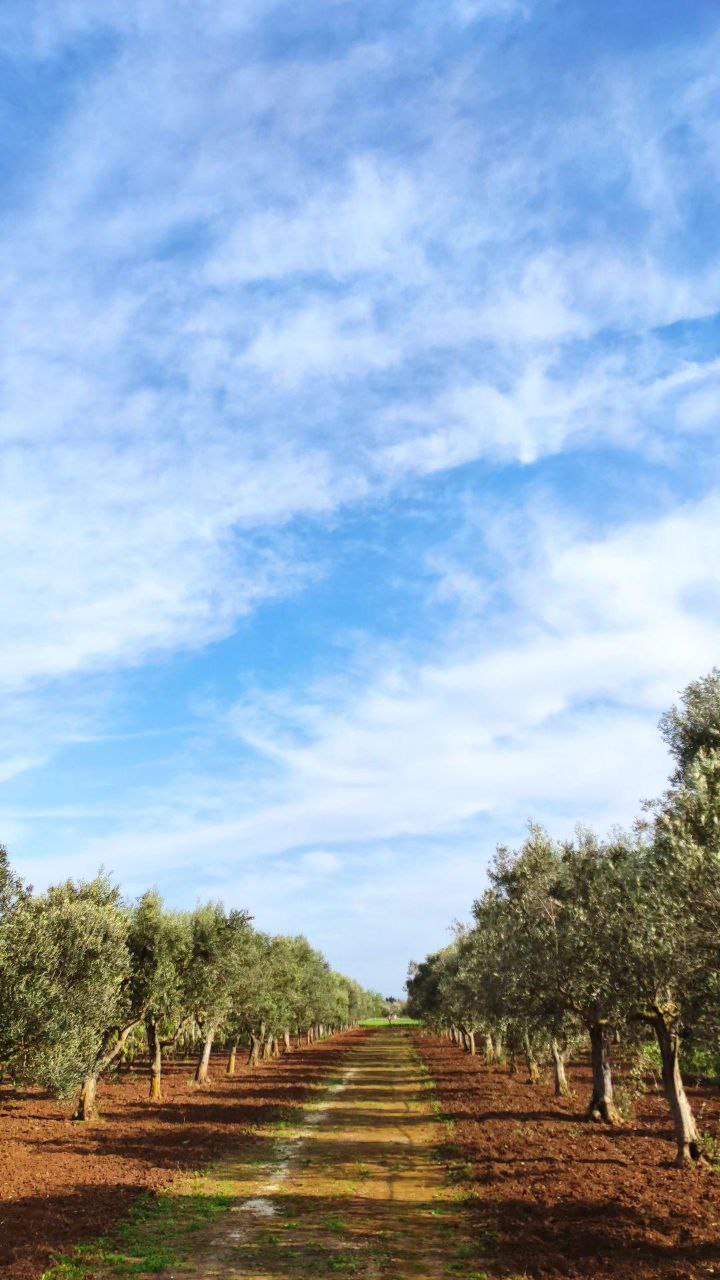 Countryside