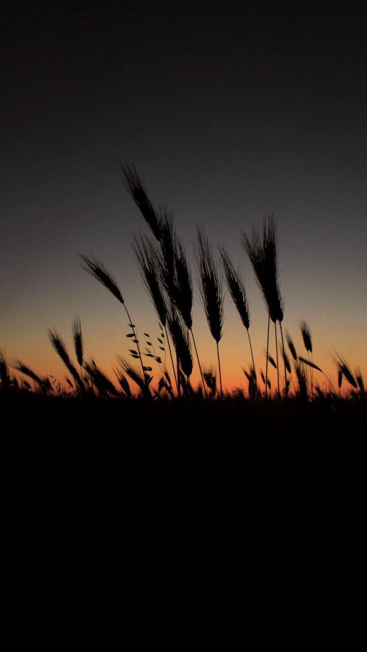Countryside