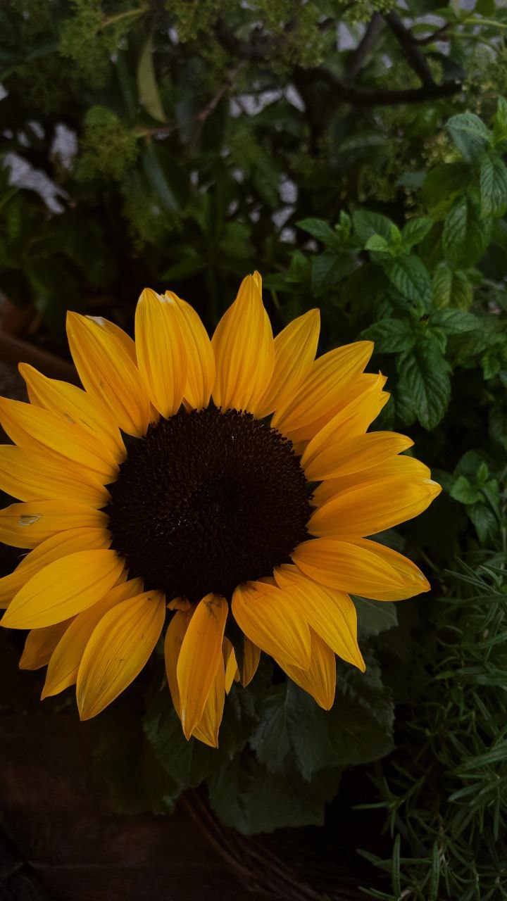 Flowers/Leaves