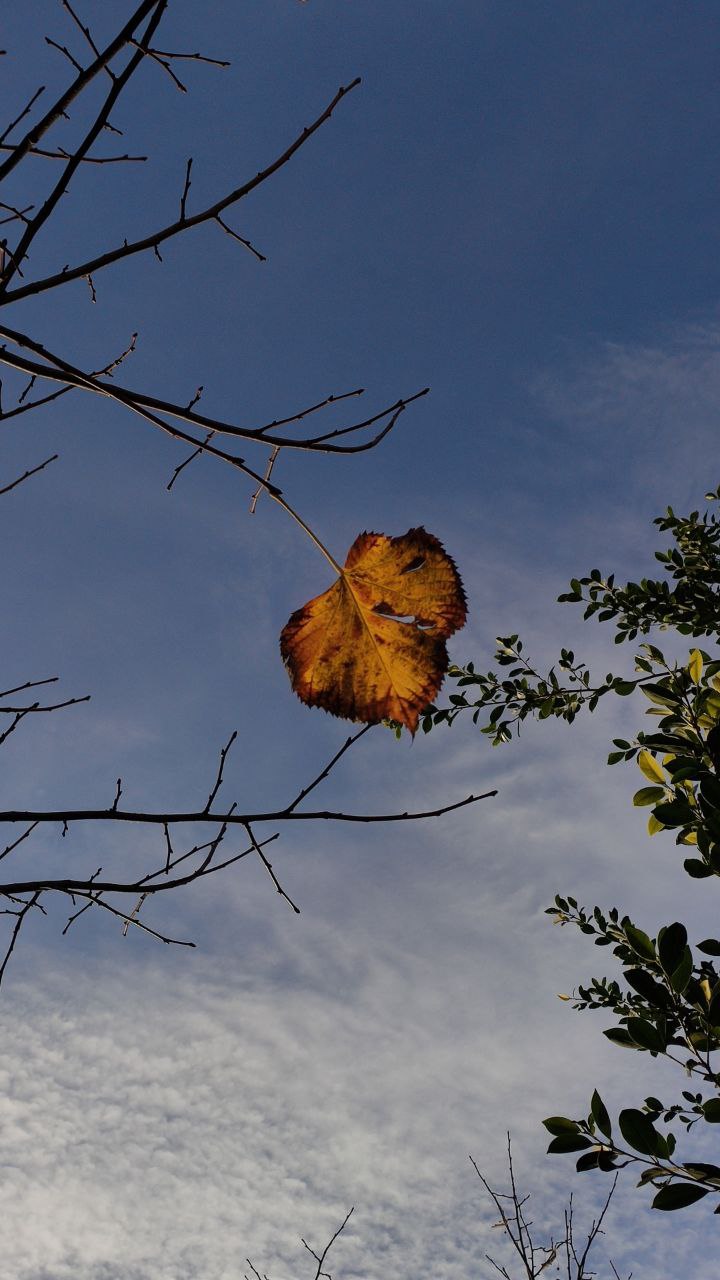 Flowers/Leaves