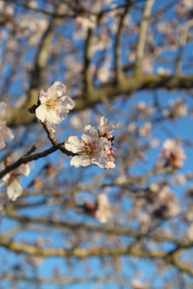 Flowers/Leaves