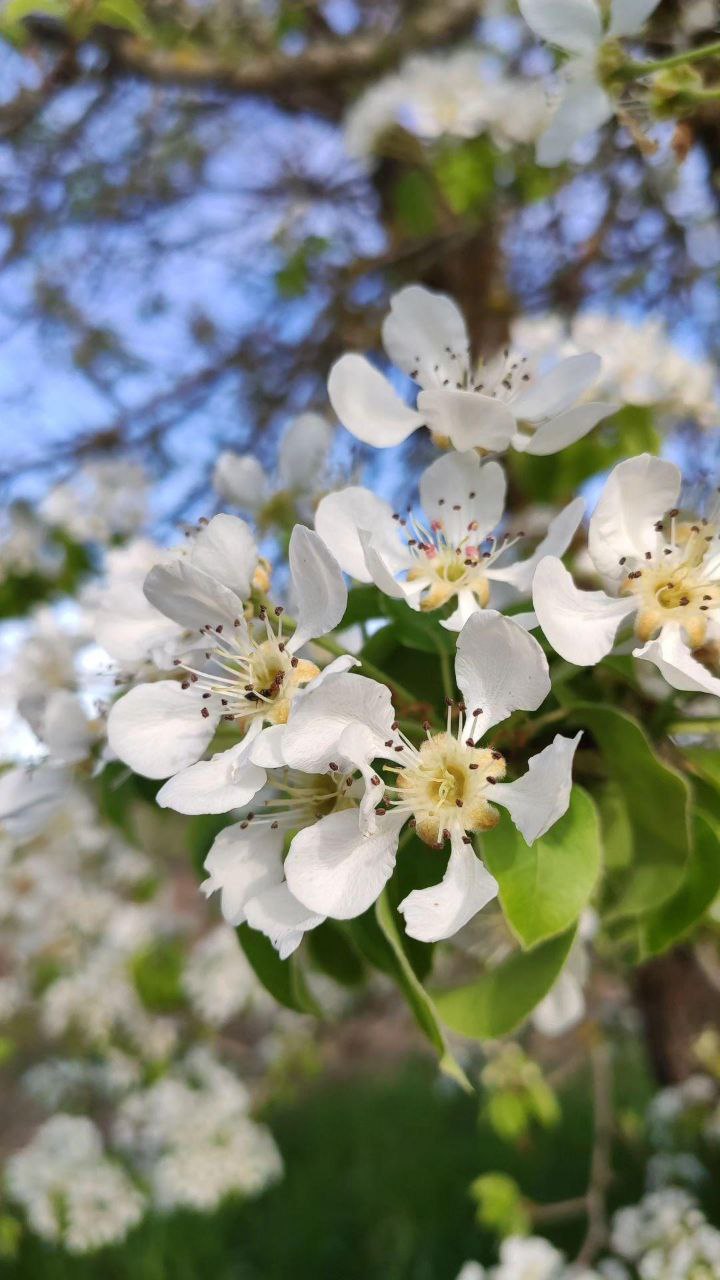Flowers/Leaves