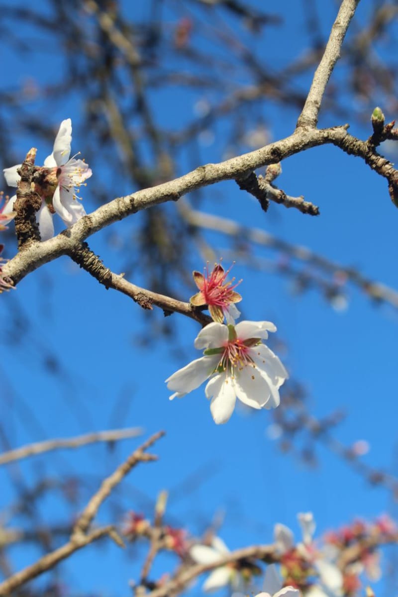 Flowers/Leaves
