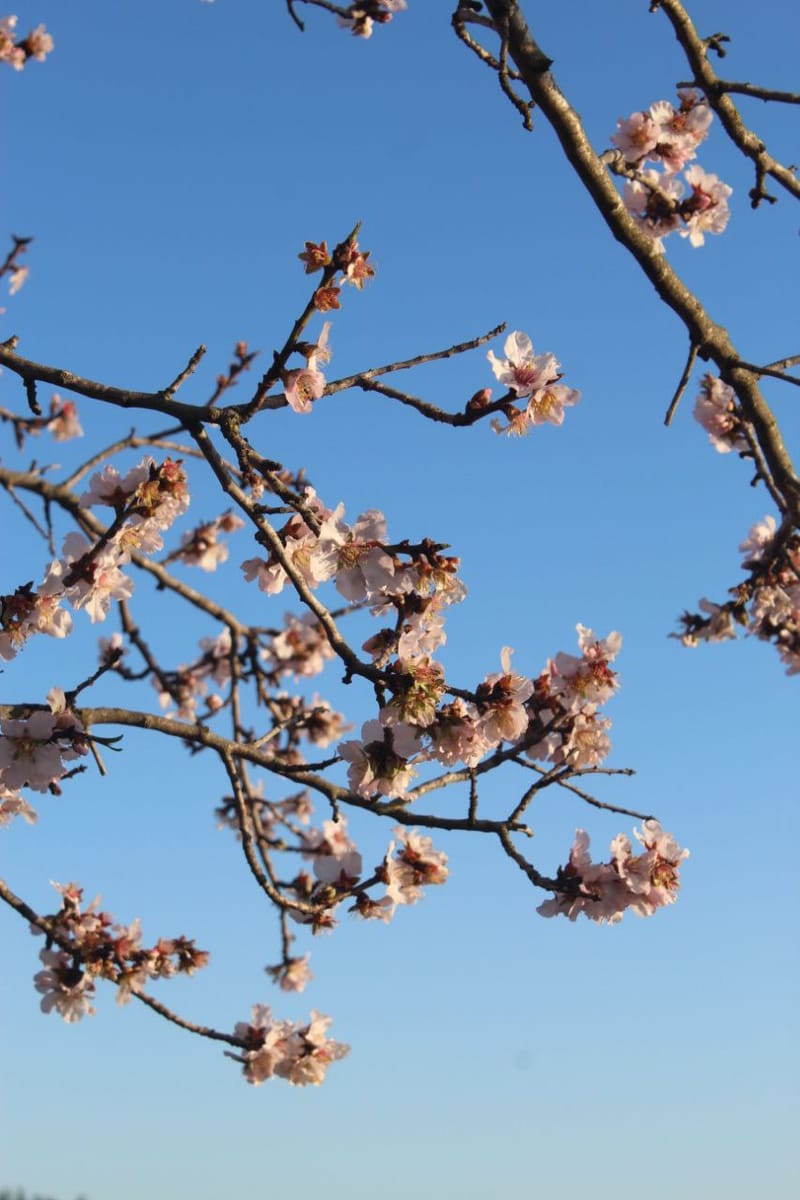 Flowers/Leaves