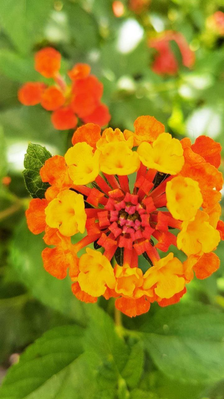 Flowers/Leaves