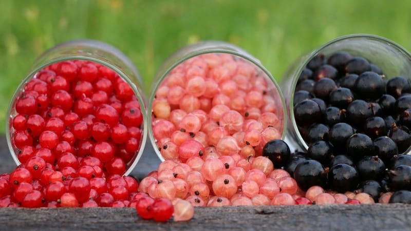 Grosellas, una delicia al paladar y a la salud