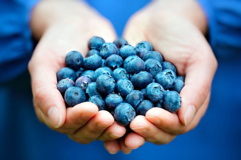 Consumir arándanos beneficia tu salud