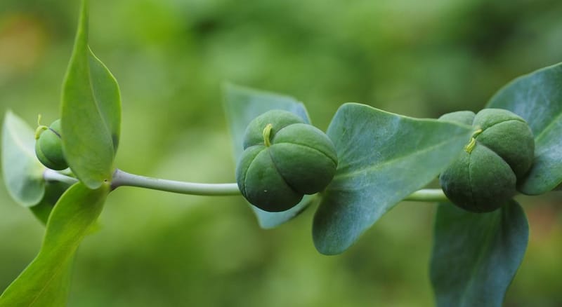 20 plantas más venenosas del mundo