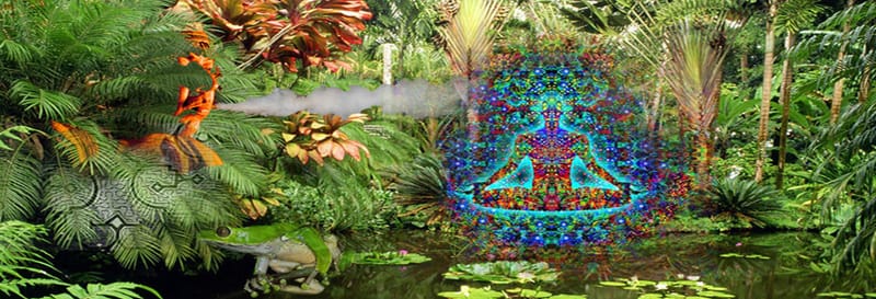 Plantas sagradas indígenas