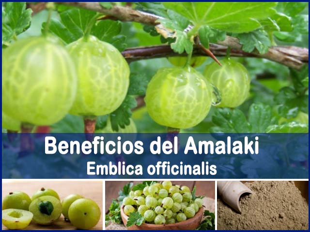 El AMLA o grosellero indio para la salud