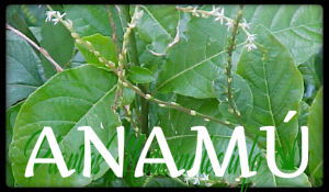 El anamú, una planta contra el cáncer