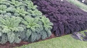 Propiedades del kale