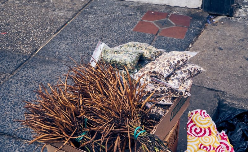 La raíz de mandrágora