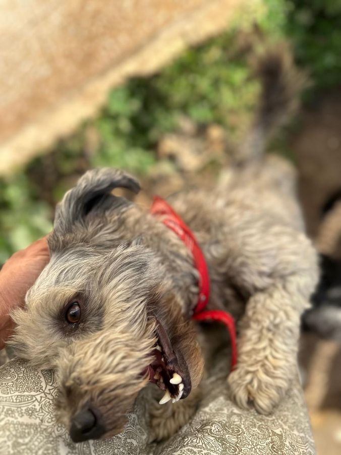 Otto