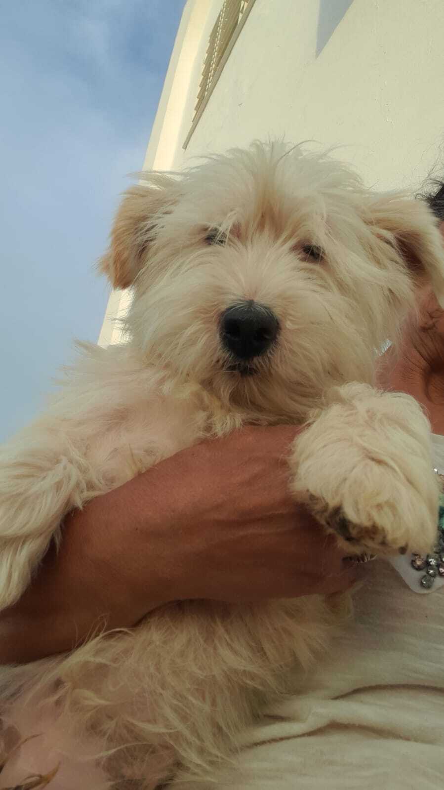 Hugo
