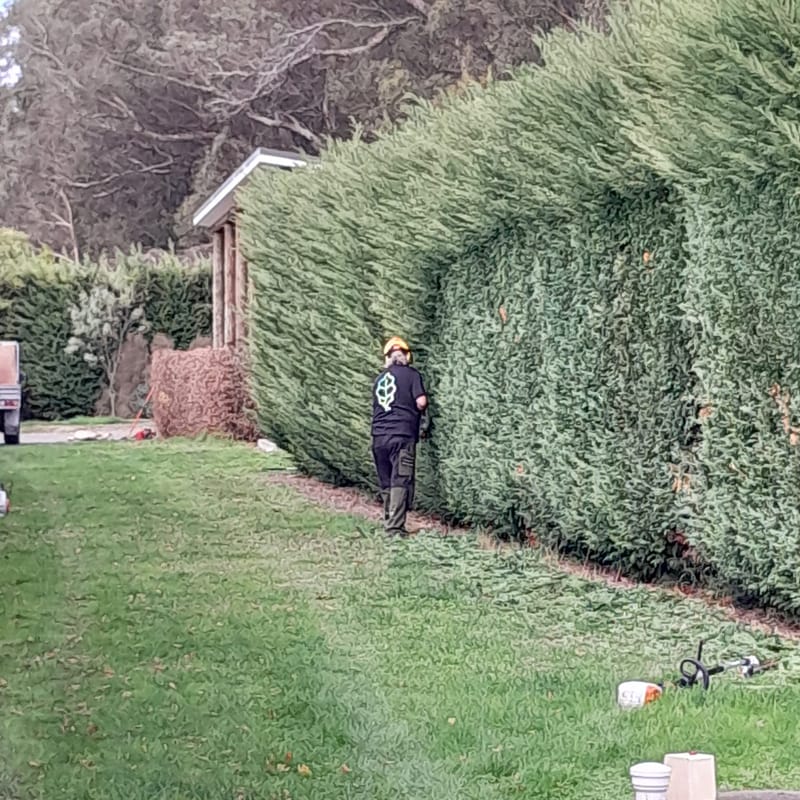 Hedge Trimming