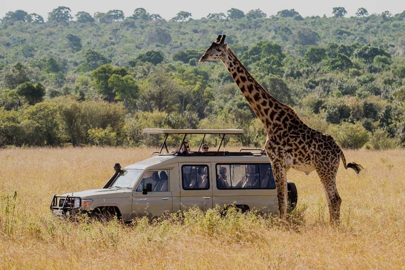 Classic Vehicle Safari